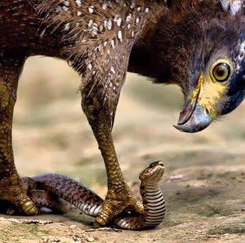 ! Eagle Snake